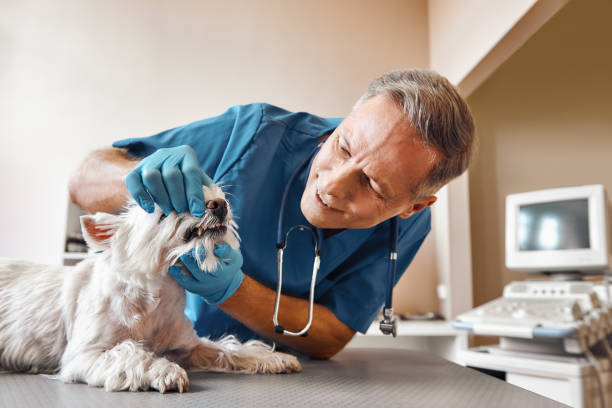 , AZ Emergency Dental Service Company